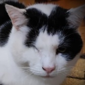 Rescue Cat Marston, ARC - The Ashmore Rescue for Cats, Wolverhampton needs a home