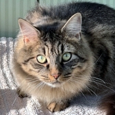 Rescue cat Milo, at RSPCA Tunbridge Wells & Maidstone, needs a new home