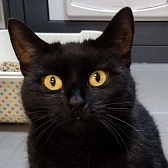 Rescue cat Mittens, at Carla Lane Animals In Need, Liverpool, needs a new home
