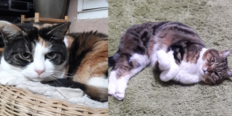 Rescue cat Mo & Fergie from Celia Hammond Animal Trust - Lewisham, needs home