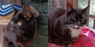 Rescue cats Mog & Jackson from Cat Watch Rescue Shelter, Amesbury, needs home
