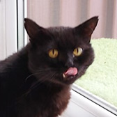 Rescue cat Moonlight from RSPCA - London East, Chingford, East London, Greater London, needs a home