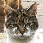   Rescue cat Nala from Caring Animal Rescue, Hixon, Stafford, Staffordshire, West Midlands, needs a home