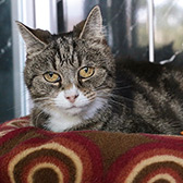 Rescue cat Nancy from Anim Mates, Sevenoaks, West Kent, needs a home