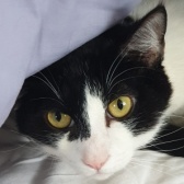 Rescue Cat Oreo, Guardian Angels Animal Support, Hounslow needs a home