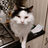Rescue cat Mo from Cats in Crisis - Epsom, needs home