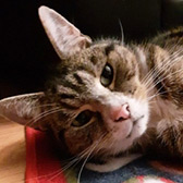 Rescue cat Pixie from Cats Guidance Rescue, Wigan, Lancashire, needs a new home