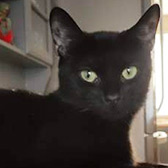 Rescue cat Polly from Leeds Cat Rescue, Leeds, North Yorkshire, West Yorkshire, needs a home