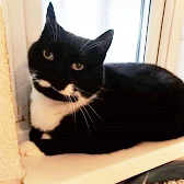 Rescue cat Popeye from RSPCA Shropshire Branch, Market Drayton, needs home