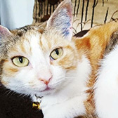 Rescue cat Poppy from Feline Friends London, Hackney, East London, West London, needs a home