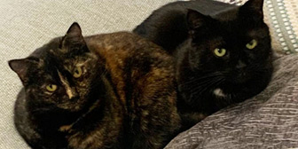Rescue cats Romeo and Juliet from Stray Cat Rescue Team West Midlands, Wolverhampton, Birmingham, West Midlands, need a new home