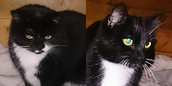 Rescue cats Roxie and Dixon from 7th Heaven Animal Rescue Trust, Newton Abbey, Ireland, need a home