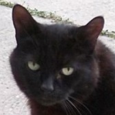 Rescue Cat Sadie, Kingsdown Cat Sanctuary, Deal needs a home