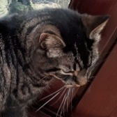 Rescue Cat Sammy, Cats Protection - Chiltern,  Aylesbury needs a home