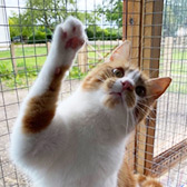 Rescue cat Simba from Cats Protection - Trafford, Manchester, Cheshire, Lancashire, needs a home