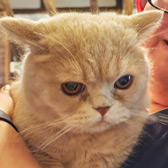 Rescue cat Simba from Strawberry Persian Pedigree Cat Rescue UK, Malvern, West Midlands, Worcestershire, needs a home