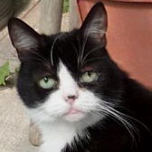 Rescue Cat Susie, from Kingsdown Cat Sanctuary, Deal, needs a home