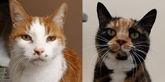 Rescue cats Ted and Rosie from The Sheffield Cats Shelter, Sheffield, South Yorkshire, need a home