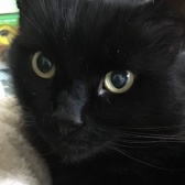 Rescue Cat Teddy, Lancashire Paws Cat Rescue.,  Bolton needs a home