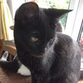 Rescue cat Tinsel from Leeds Cat Rescue, Leeds, North Yorkshire, West Yorkshire, needs a home