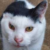Rescue Cat Tintin, Cats Friends, Rothwell needs a home