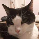 Rescue Cat Tommy, from All for The Love of Paws, West Bromwich, needs a home
