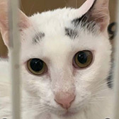 Rescue cat Treasure from Feline Friends London, Hackney, London Eats, London West, needs a home