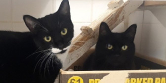 Rescue cats Truffle and Tachio from Celia Hammond Animal Trust - Lewisham, West Kent, East London, West London, need a home