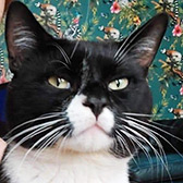 Rescue cat William from Cats Better East London, Stratford, East London, needs a home