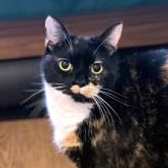 Rescue cat Willow, at Cats Protection Horsham & District, Sussex, needs a new home