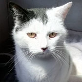Rescue cat Wilson, at Whinnybank Cat Sanctuary, Newburgh, needs a new home