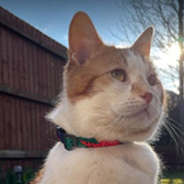 Rescue cat Yogi from Homeless Cat Rescue, Luton, Bedfordshire, Hertfordshire, needs a home