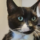 Rescue cat Alf from ARC - The Ashmore Rescue for Cats, Wolverhampton, West Midlands, needs a home