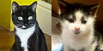 Rescue cats Astrid and Leo from Feline Friends London, Hackney, East London, West London, need a home