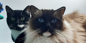 Rescue cats Autumn and Chaos, at Borders Pet Rescue, Earlston, need a new home