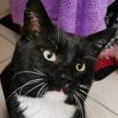 Rescue Cat BB, from Rayestede Centre for Animal Welfare, Ringmer, needs a home