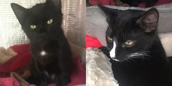 Rescue cats Bean and Bear from Kathy's Cat Rescue, Wirral, Cheshire, Merseyside, need a home