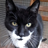 Rescue cat Billy, at Country Hill Animal Shelter, Kingsbridge, needs a new home