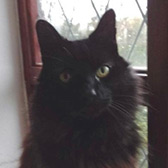 Rescue cat Blackberry from Aylesbury Cat Rescue, needs home