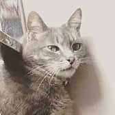 Rescue Cat Boephie, Safe Haven Animal Rescue, Orpington needs a home