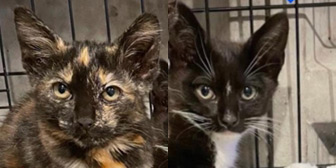 Rescue cats Bo Peep and Rex from Pippa's Army – Lost & Found Pets Havering & Thurrock, Greys, Essex, East London, need a home