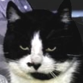 Rescue Cat Chance, from All for The Love of Paws, West Bromwich, needs a home