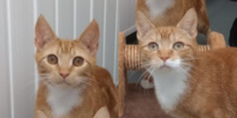 Rescue cats Charmander and Vulpix from Wythall Animal Sanctuary, Birmingham, West Midlands, need a home