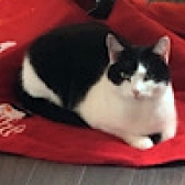 Rescue cat Chico, at Cat Action Trust Lanark & Central, needs a new home