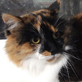 Rescue cat Cinnamon from Carla Lane Animals In Need, Liverpool, Lancashire, Merseyside, Wirral, needs a home