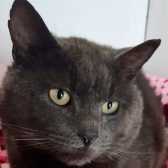 Rescue Cat Dave, Barnsley Animal Rescue Charity (BARC), Barnsley needs a home
