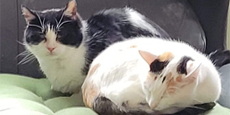 Rescue cats Dodger and Millie from Stray Cat Rescue Team West Midlands, Wolverhampton, Birmingham, West Midlands, need a new home