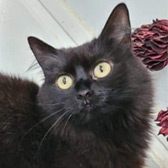 Rescue cat Dusty from Little Paws Cat Haven, Wolverhampton, West Midlands, needs a home