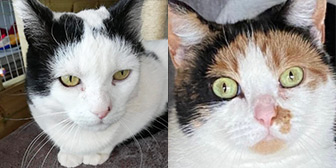 Rescue cats Dusty and Pudding from Stray Cat Rescue Team West Midlands, Wolverhampton, Birmingham, West Midlands, need a new home