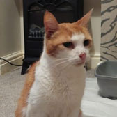 Rescue cat Eddie from Little Paws Cat Haven, Wolverhampton, West Midlands, needs a home
